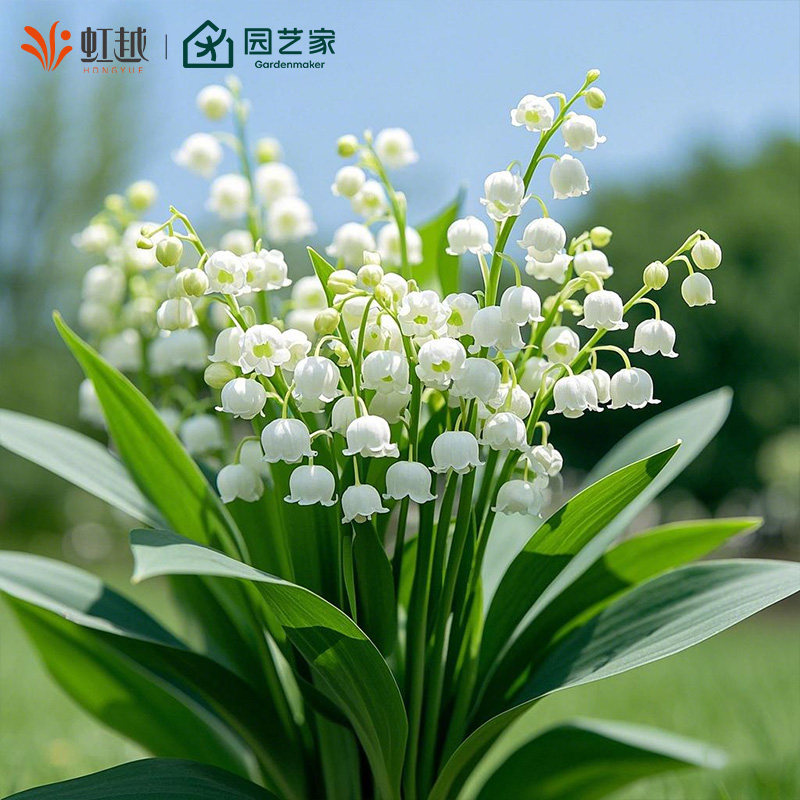 虹越进口铃兰裸根苗阳台盆栽花园庭院花坛种球耐寒多年生草本花卉,鲜花速递/花卉仿真/绿植园艺,时令草本花卉,淘宝优惠券,粉丝福利购,淘宝优惠卷