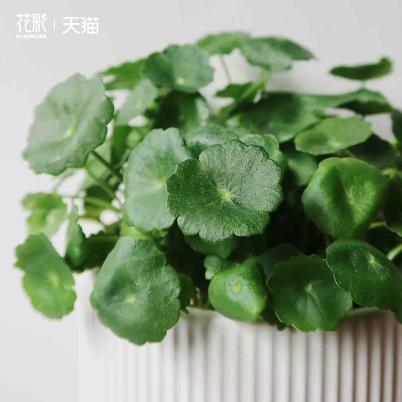 花彩铜钱草水培植物水池鱼缸阳台窗台办公室种植四季常绿懒人推荐