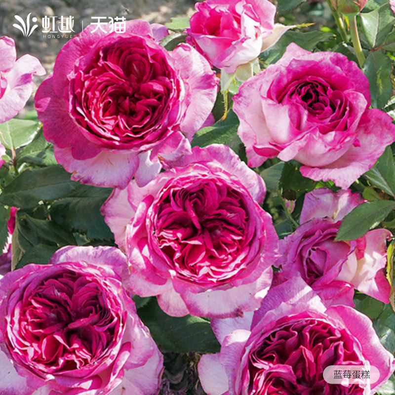 蓝莓蛋糕月季盆栽小苗名贵月季大苗灌木月季大花浓香庭院好养月季,鲜花速递/花卉仿真/绿植园艺,月季/蔷薇/玫瑰,淘宝优惠券,粉丝福利购,淘宝优惠卷