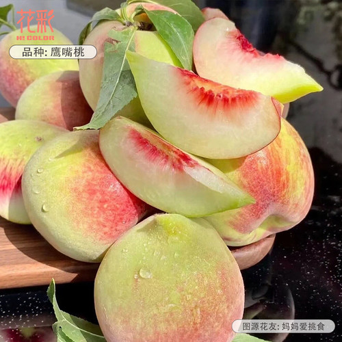花彩水蜜桃树苗庭院地栽