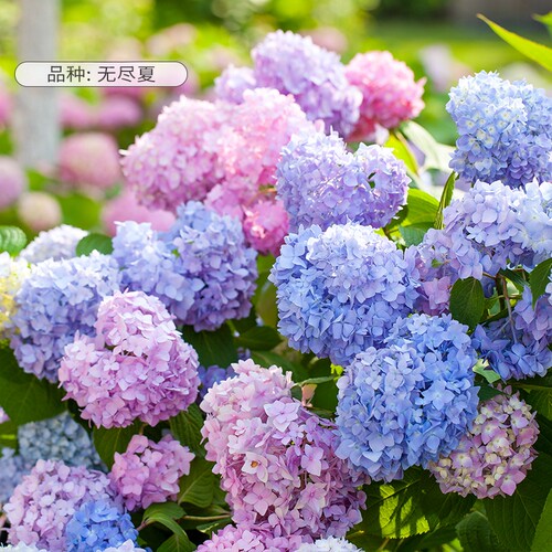花彩绣球花盆栽-江浙沪推荐品种