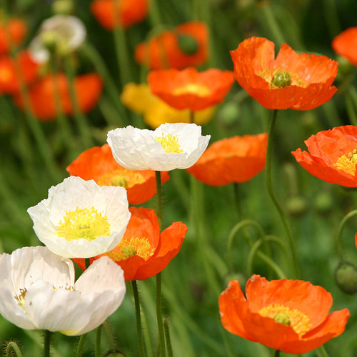 萌吖吖草花种子虞美人种子