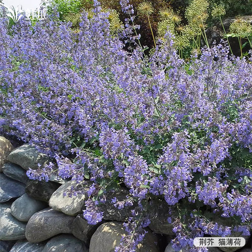 虹越香草薄荷种苗好养