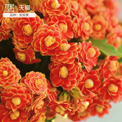 重瓣长寿花盆栽苗阳台虹越花期长