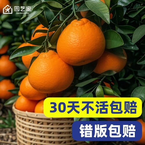 耙耙柑树苗盆栽地栽丑八怪不知火