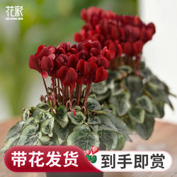 虹越新品仙客来盆栽带花卉植物室内花酒红阳台兔耳送礼年宵花期长