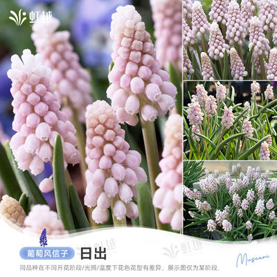 Sunrise grape hyacinth bulbs, indoor and outdoor, balcony potted, ground planted perennial flowers, imported Hongyue pre-sale
