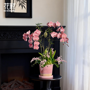 花彩室内兰花蝴蝶兰盆栽窗边阳台散射光好养四季开花期长年宵花卉
