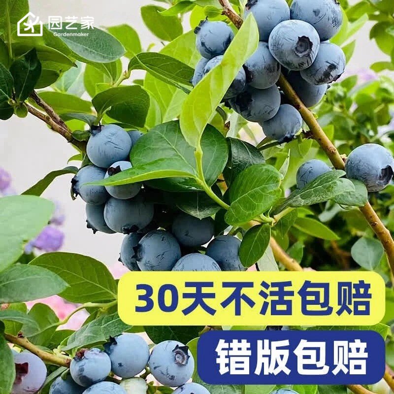 虹越蓝莓树果苗室内盆栽图片