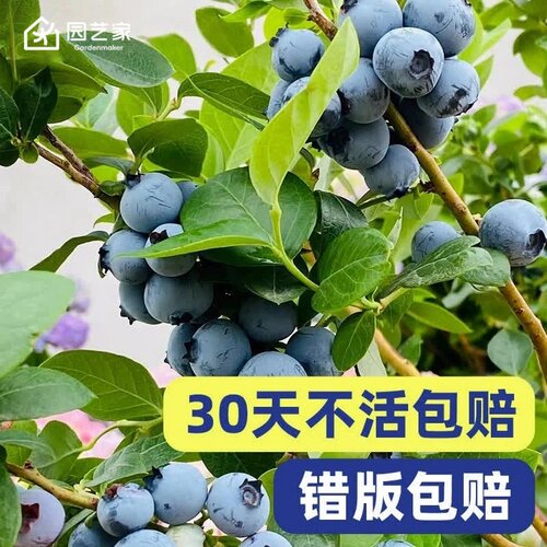 虹越蓝莓树果苗室内盆栽