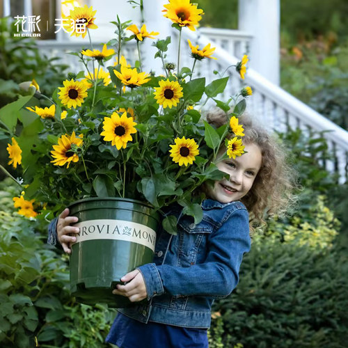 光辉岁月向日葵盆栽大苗花量大