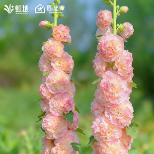 虹越园艺家种子重瓣蜀葵花种籽阳台花园花境好养花期长耐寒多年生