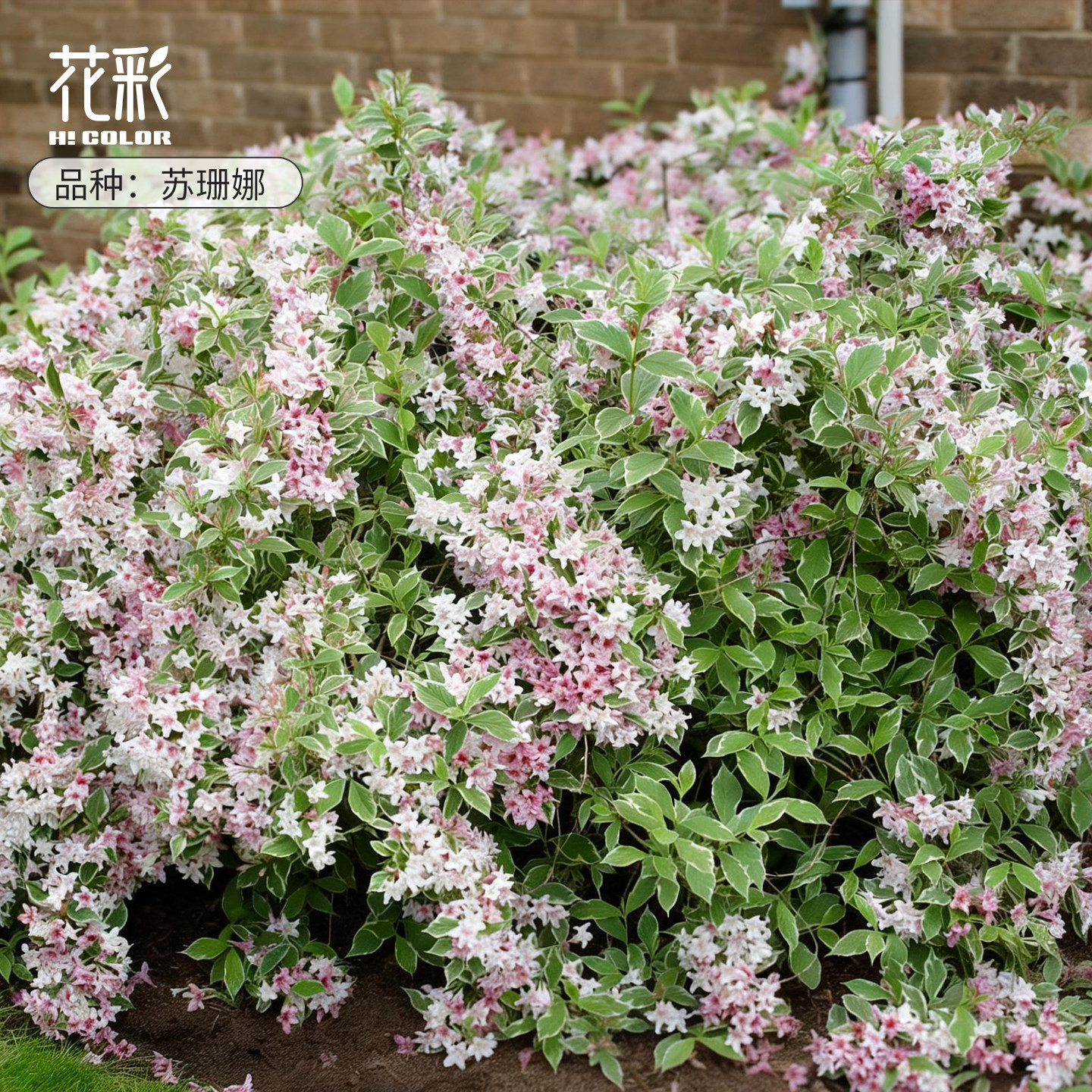 【花灌木合辑】花彩锦带多年生风箱果庭院子地栽溲疏露天耐热耐寒