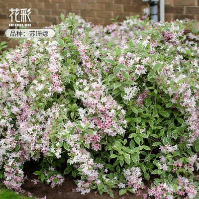 虹越花灌木合辑多年生庭院地栽