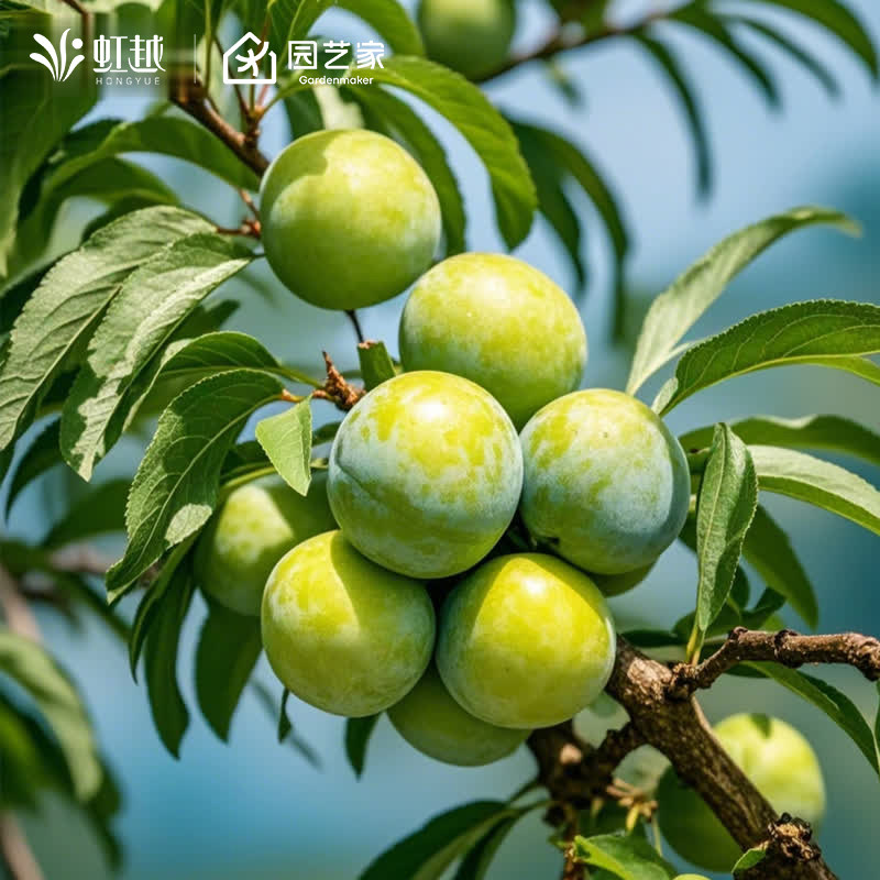 虹越李子树苗裸根蜂糖李杏树苗果树南北方阳台庭院简单好养,鲜花速递/花卉仿真/绿植园艺,果树,淘宝优惠券,粉丝福利购,淘宝优惠卷