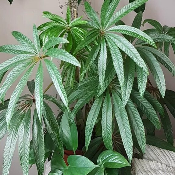 花彩华丽秋海棠盆栽办公室内网红观叶绿植ins风装饰植物低维护,鲜花速递/花卉仿真/绿植园艺,绿植,淘宝优惠券,粉丝福利购,淘宝优惠卷