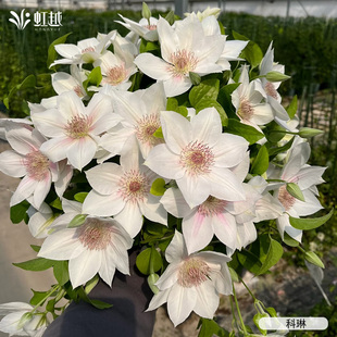 虹越铁线莲苗科琳F系市长红马丁铃铛魔法师耐寒好养爬藤盆栽多季