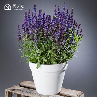 虹越花卉种苗好养易开花