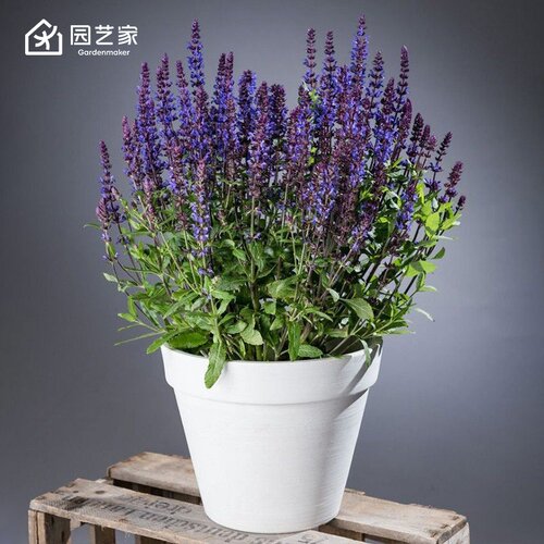 虹越花卉种苗好养易开花