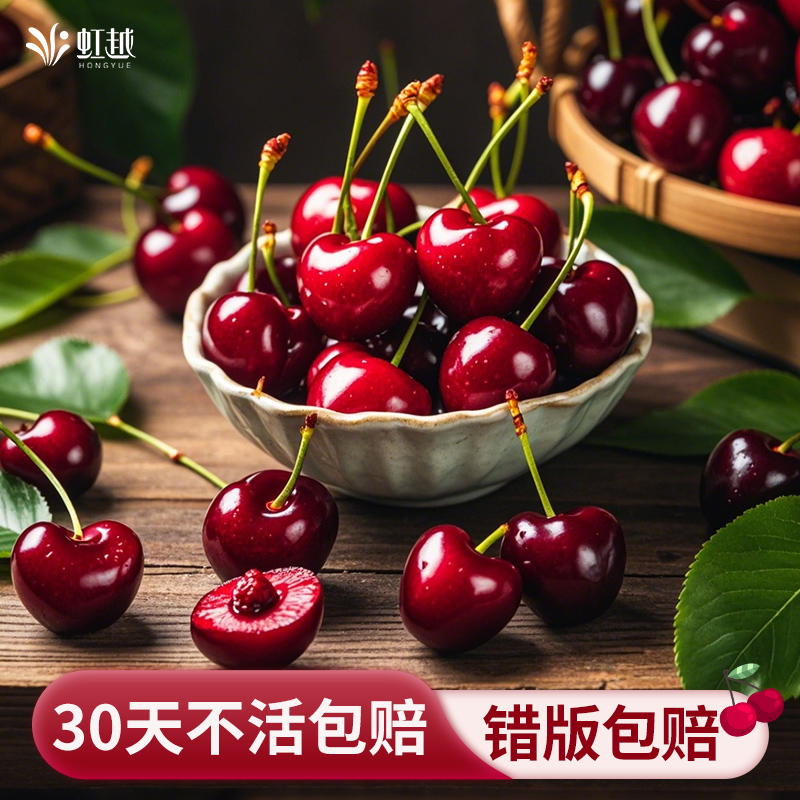 虹越车厘子裸根果树苗庭院阳台