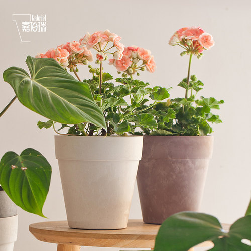 仿石塑料草花朱顶红球根植物花盆