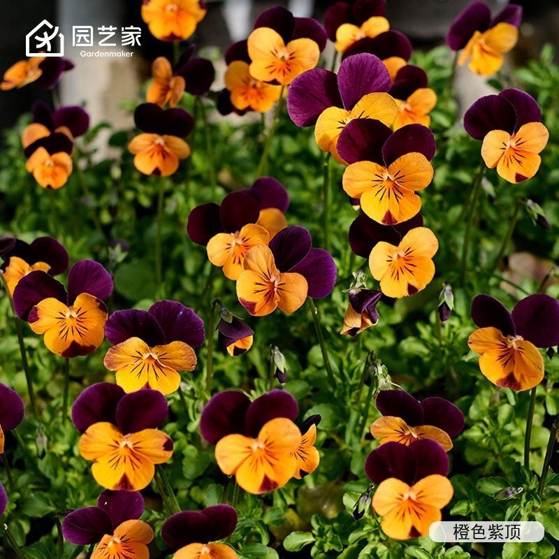 园艺家花卉种苗角堇三色堇盆栽庭院阳台耐寒花期长冬季小花苗