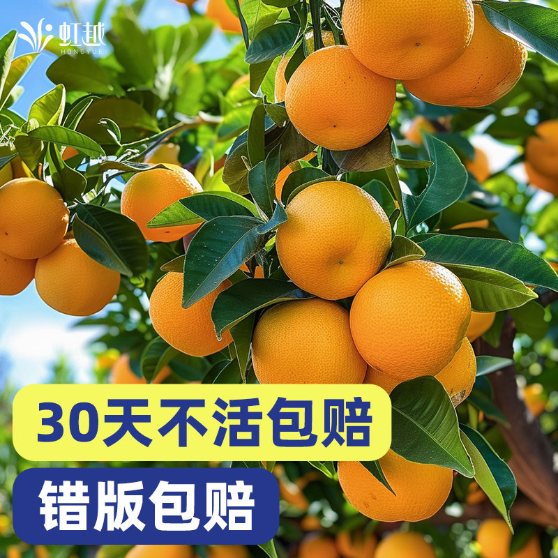 脆皮金桔果苗桔子树苗柠檬