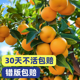 虹越橘子树盆栽果树果苗脆皮金桔桔子树苗柠檬柚子蜜桔一号耙耙柑