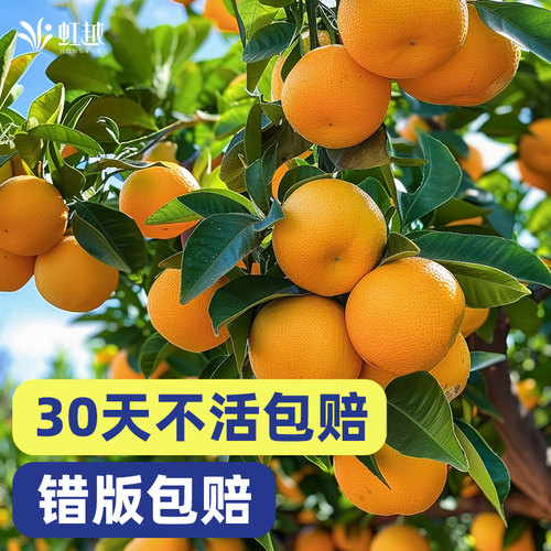 脆皮金桔果苗桔子树苗柠檬