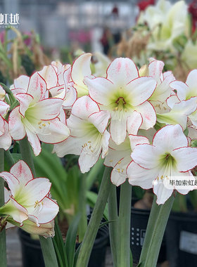 毕加索朱顶红种球进口可盆栽地栽花园艺土培四季花卉滑稽花边石竹