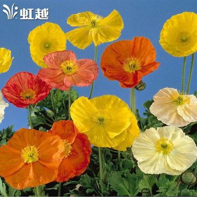 虹越种子冰岛虞美人花卉种子格桑花混色花园庭院四季播种易开花种