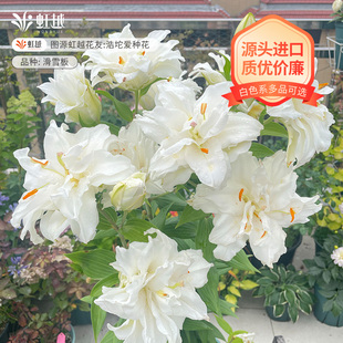 滑雪板百合种球虹越单重瓣进口庭院盆栽北京月白特白色球根预售