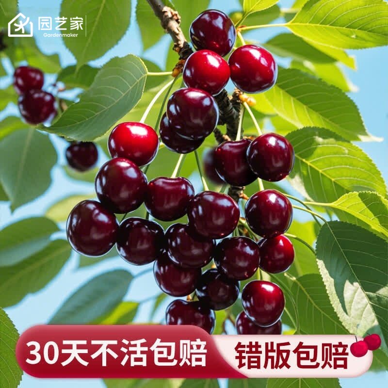 园艺家车厘子树苗盆栽樱桃树苖果苗南北方种植地栽黑珍珠福瑞斯科
