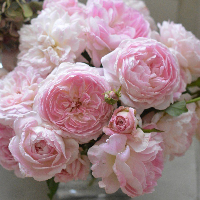 日本河本月季阳台花园庭院