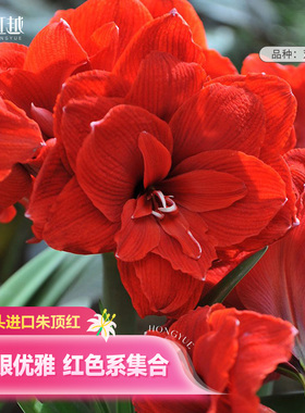 双龙朱顶红种球红色系虹越荷兰进口种子园艺盆栽花卉节庆重瓣球根