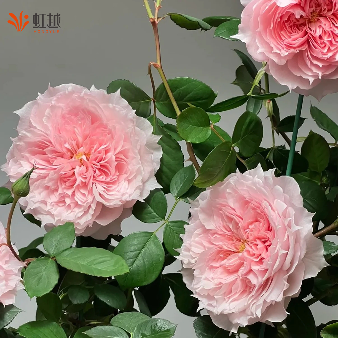 虹越莫妮卡戴维月季花盆栽苗