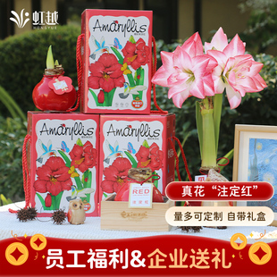 蜡封朱顶红礼盒进口种球办公室企业送礼公司员工福利朱顶红蜡球