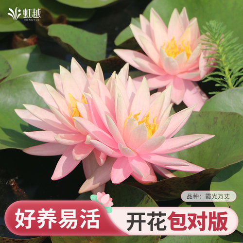 睡莲块根阳台盆栽池塘水养耐热
