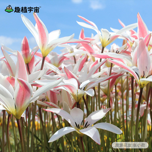 趣植宇宙简女士进口原生郁金香种球根花卉阳台盆栽耐寒易复花好养