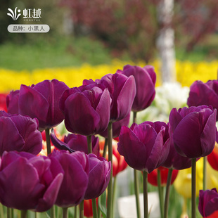 进口紫色系郁金香种球5度球小黑人花种球水培土培盆地栽花卉虹越