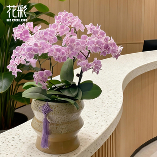 花彩室内兰花蝴蝶兰盆栽公司前台酒店大堂年宵花卉四季开花期长