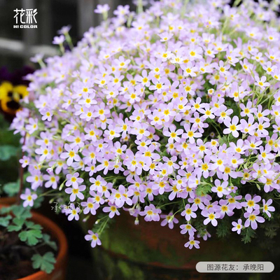 虹越安徽羽叶报春多年生爆花量大