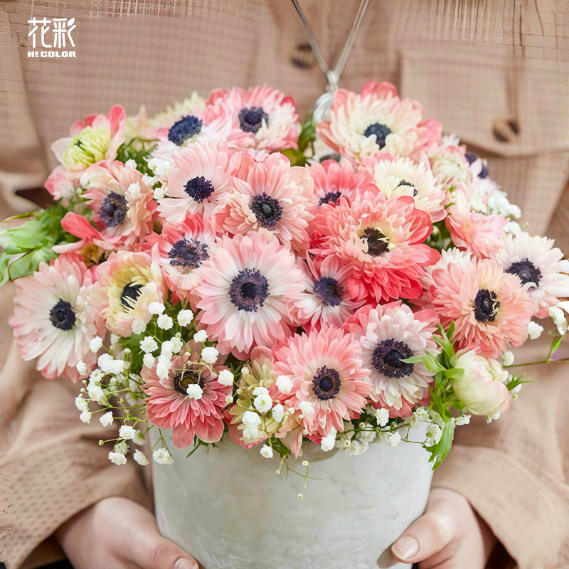 花彩欧洲进口银莲花种球根好养图片