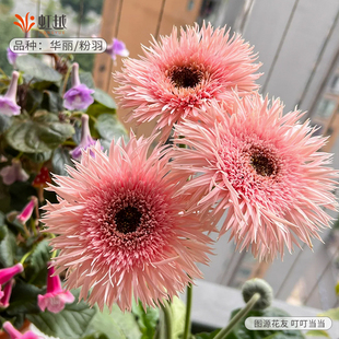 花彩拉丝高杆非洲菊盆栽带花华丽阳台大花夏季耐热多年生扶郎花