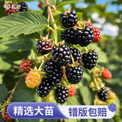 虹越黑莓树苗树莓果苗盆栽水果树阳台南方北方种植多年生耐热耐寒