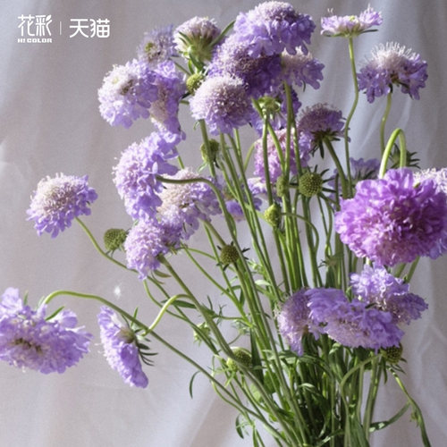 花彩圣代花盆栽多年生草本花卉