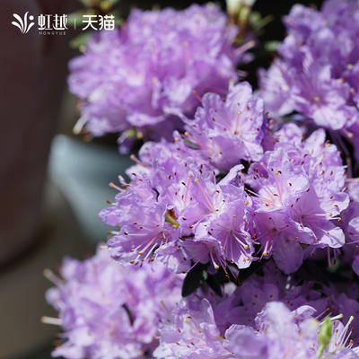 花彩小花高山杜鹃花盆栽拉马波