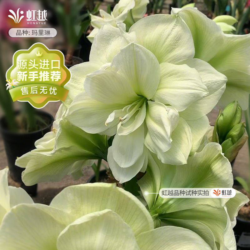 【持续热卖】进口朱顶红多品种