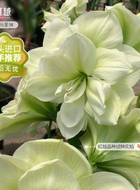 【持续热卖】进口朱顶红多品种