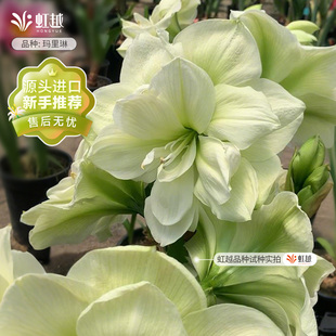 玛丽琳朱顶红玛里琳虹越荷兰进口重瓣种球四季南非阿弗雷玫瑰花漾